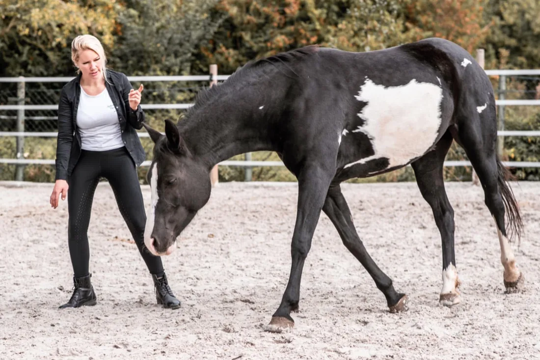 Anne Röder in der Freiarbeit mit ihrem Paint Horse