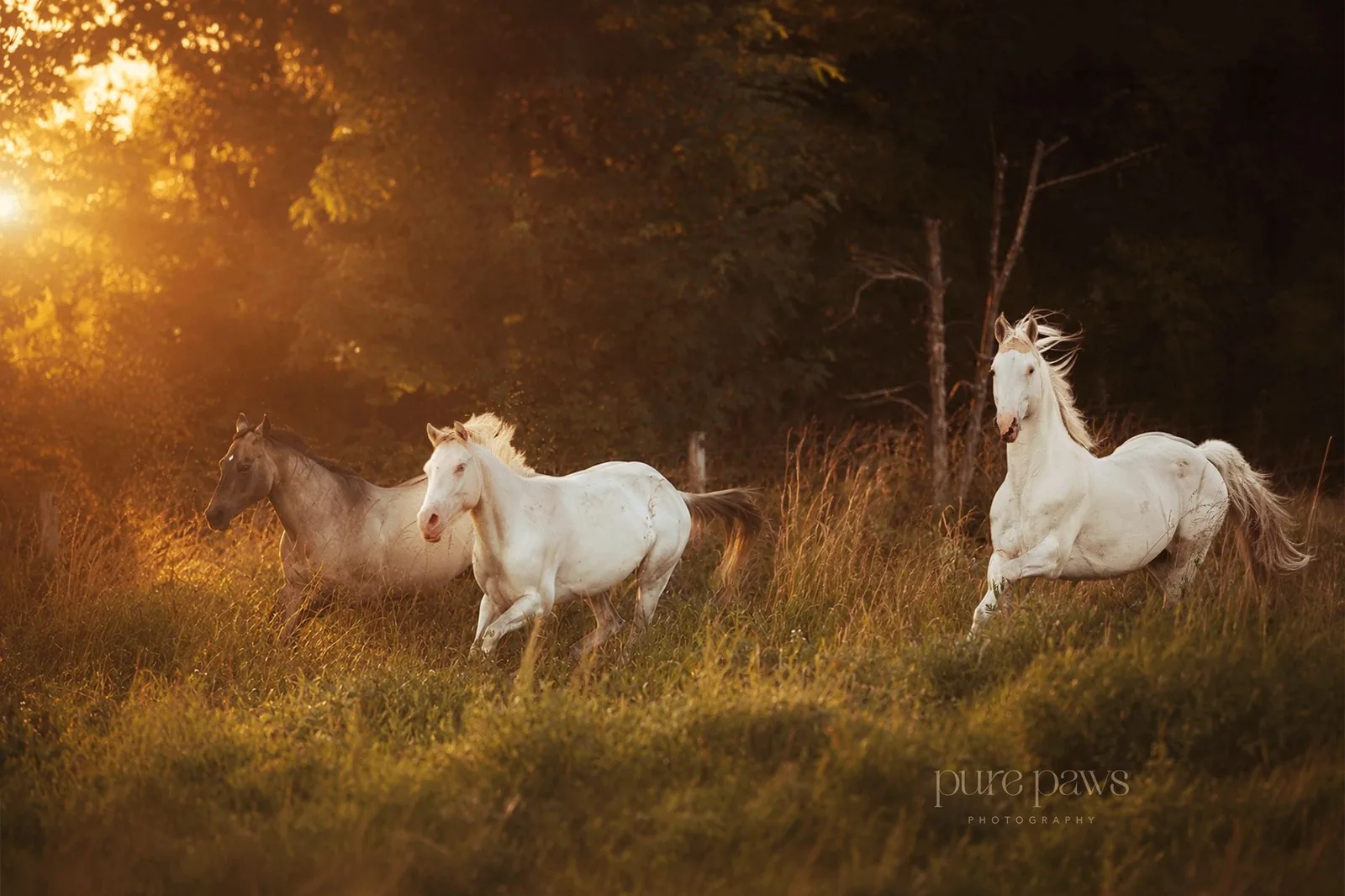 Herde aus American Quarter und Paint Horses im goldenen Abendlicht auf der Weide